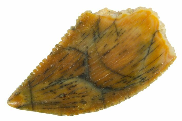 Serrated Raptor Tooth - Real Dinosaur Tooth #355571